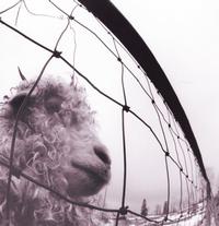 Pearl Jam - Vs. - LP
